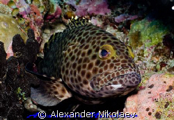Epaulet grouper. Canon 40D, SIGMA 50mm MACRO by Alexander Nikolaev 